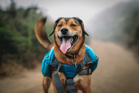 Happy dog running on trail