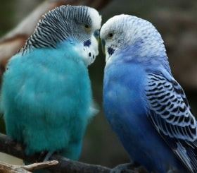 Two birds cuddling